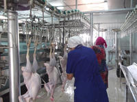 Équipement de ligne d'abattage personnalisable en usine pour poulets, pigeons, cailles, oies, lapins, oiseaux et canards