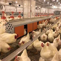 Prezzo di fabbrica pollo pollame attrezzature agricole zootecnia macchina automatica per la raccolta di uova