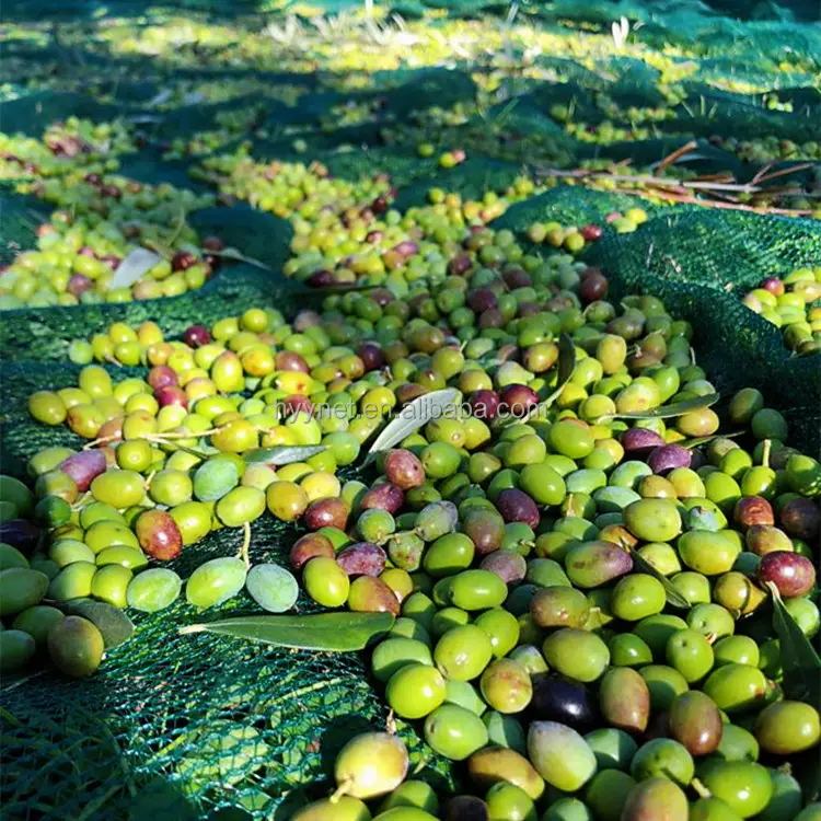 Зеленая оливковая сетка/сетка для сбора урожая пластиковая коллекция оливковая сеть