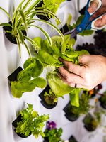 2026 Eerste Release Slim Verticaal Teeltsysteem Thuis Hydroponisch Tuinieren Voedingsoplossing Recycling Verticale Planten