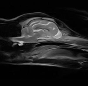 Scanner <span class=keywords><strong>IRM</strong></span> vétérinaire à aimant permanent <span class=keywords><strong>ouvert</strong></span> de type C EUR VET WD-0.35T pour chiens/chats/autres animaux, usage hospitalier et chirurgical vétérinaire - Product Image 3