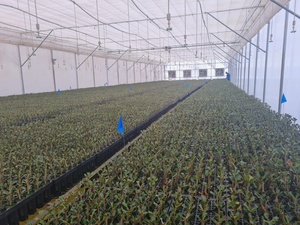 Serre Système hydroponique pour plantes vertes, légumes, fruits et melons - Product Image 6