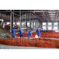 Sécheur à bande transporteuse continue de 10 tonnes pour piments, avec circulation d'air chaud, ligne de séchage pour piments rouges et piments