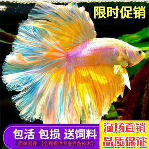 Peces Betta, Peces Ornamentales Tropicales de Agua Dulce, Fáciles de Mantener, Resistentes, Mascotas de Acuario - Product Image 5
