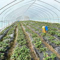 Film plastique agricole 30x100 Serre verte Polytunnel Champignon à tunnel unique