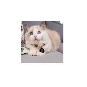 공장 직판 개 ID 태그 추적용 13.56mhz 인쇄 가능 NFC 에폭시 애완동물 <span class=keywords><strong>RFID</strong></span> 태그 - Product Image 3