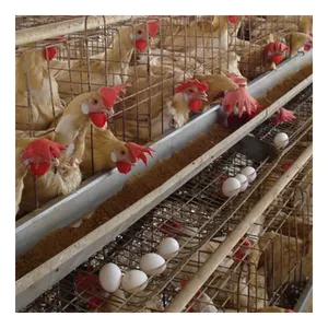 Vevor — système de Cage de poulet entièrement automatique, couche pour élevage de volaille