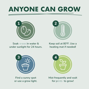 Kit di coltivazione fai da te all'ingrosso per la coltivazione di erbe regali di giardinaggio personalizzati Mini Kit da giardino al coperto <span class=keywords><strong>Cactus</strong></span> e piante succulente - Product Image 4