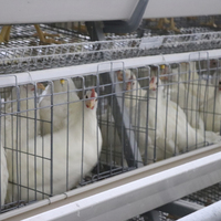 Cage d'élevage automatique de poulet en forme de A à prix compétitif, équipement d'élevage de volailles africaines en nouvel état, 160
