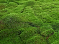 Tapis de mousse verte stabilisée pour jardin miniature, fleurs espagnoles et boules de fleurs, véritable tapis de mousse verte stabilisée