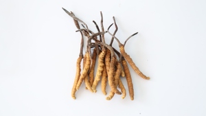 Prue Chất lượng cao tự nhiên khô thảo dược thực vật Cordyceps espor Sinensis Collagen Amino Acid Cordyceps tiens Tây Tạng - Product Image 3