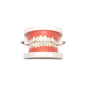 Modelo de Dientes para Práctica de Carillas Dentales, Restauración Estética Oral, Kit de Práctica de Carillas Totalmente Cerámicas (Modelo + 16 Carillas) - Product Image 2