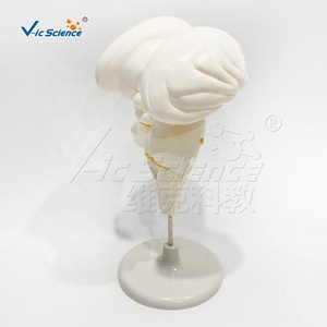 Modèle de tige cérébrale humaine, section sagittale, structure externe marquée pour l'enseignement de l'anatomie neurologique - Product Image 5