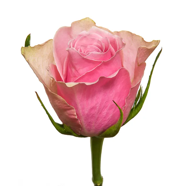 Frais Nouveau Kenyan Frais Couper Fleurs Athena Royale Rose Dégradé Blanc Rose Grande Tête 50cm Tige En Gros Au Détail Frais Coupe Rose