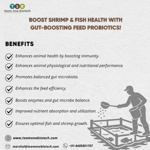 Aditivos Probióticos para Alimento de Peces para una Salud Acuática Óptima - Product Image 1