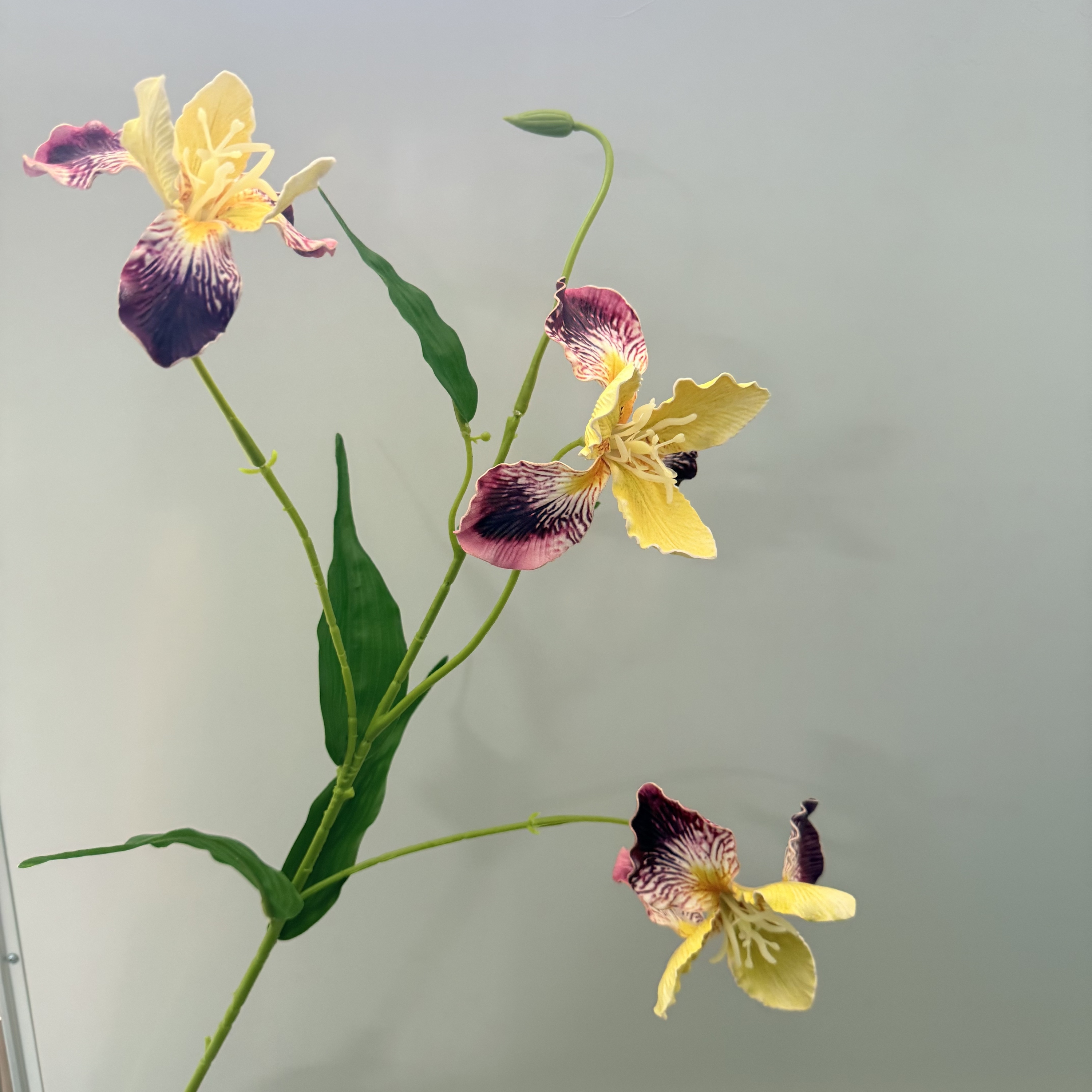 Éclaboussure jaune/violette