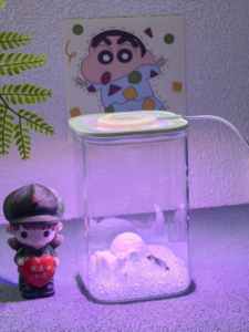 Petit aquarium de bureau en verre carré/rond 11.512.524.5cm pour Betta <span class=keywords><strong>Poisson</strong></span> <span class=keywords><strong>rouge</strong></span> Décoration d'intérieur - Product Image 2