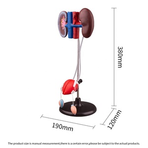 Male Genitourinary Urinary System Anatomical Model Durable PVC &amp; Animiresin for Medical Science Education - Product Image 3