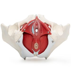 Alat pengajaran medis Model tulang panggul manusia anatomis - Product Image 6