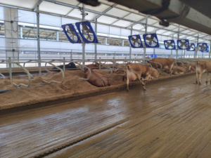 Nuevas Soluciones Eficientes para la Gestión de Ganado con Certificación CE, Establos para Ganado Lechero, Corrales Galvanizados para Vacas - Product Image 2