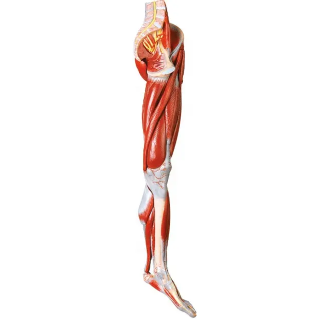 GD/A11308 Muscles of Leg with Main Vessels and Nerves