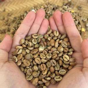 Grains de café Robusta du Vietnam Taille 16 AA+ Grade Haute qualité Saveur naturelle Exportation en vrac Sacs PP de 60 kg Fournisseur d'usine - Product Image 5