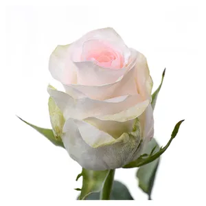 Premium Kenyan bunga potongan segar Seniorita Pink putih Pastel mawar berkepala besar 40cm batang grosir ritel potongan mawar segar