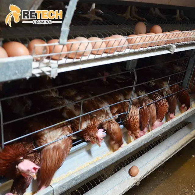ไข่ไก่บ้านฟาร์มสัตว์ปีก Shed อัตโนมัติ H กรอบแบตเตอรี่กรงไก่สำหรับชั้น