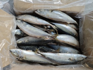 P1189 Pesce Intero Congelato Prezzo All'Ingrosso Sgombro Giapponese (Scomber Japonicus <span class=keywords><strong>Saba</strong></span>) 300-400g/pz - Product Image 5
