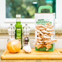 Kits de culture de champignons huîtres en boîte de papier, très demandés, pour la production de mycélium de Pleurotus Ostreatus vert