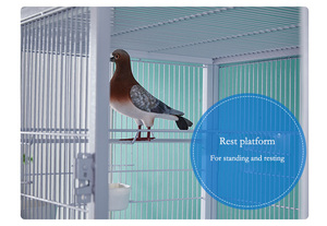 <span class=keywords><strong>Volière</strong></span> Spacieuse Supérieure et Durable Anti-Rongeurs pour l'Observation des Pigeons en Couple et l'Élevage en Extérieur - Product Image 5