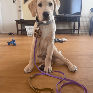 Tali hewan peliharaan lapisan karet tebal timah garis panjang Bio warna unik sesuai pesanan kerah dan tali anjing Schutzhund/tangan Pvc dapat disesuaikan - Product Image 5