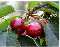 Collation aux fruits frais extra large sur mesure de la cerise moderne dernière qualité douce juteuse vitamine riche Compliment sain du Shandong