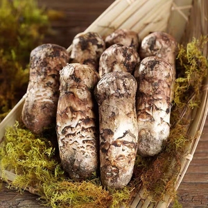 <span class=keywords><strong>Matsutake</strong></span> De Seta Rong, producto de alta calidad, <span class=keywords><strong>tricholoma</strong></span>, precio al por mayor - Product Image 6