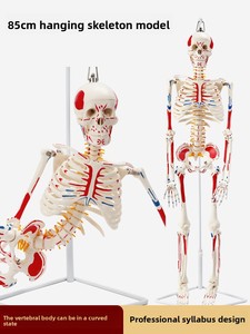Modelo de <span class=keywords><strong>Esqueleto</strong></span> <span class=keywords><strong>Humano</strong></span> de Cuerpo Completo para Adultos Huichun, Material de PVC, Columna Vertebral Removible, para Enseñanza de Yoga, Hecho en China Continental - Product Image 1