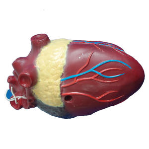 Анатомическая модель Canine Dog сердцевидного червя для ветеринарии - Product Image 2