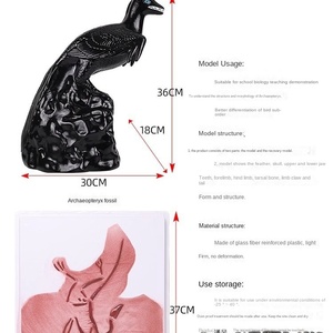 पुरातत्व जीवाश्म पुनर्स्थापना मॉडल प्लास्टिक कंकाल मॉडल ऑर्निथोसे वर्गीकरण पक्षी मूल विकास - Product Image 2