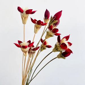 2023 INS stile all'ingrosso essiccato Honggui <span class=keywords><strong>Ren</strong></span> per la casa/decorazione domestica conservata Honggui <span class=keywords><strong>Ren</strong></span> - Product Image 1