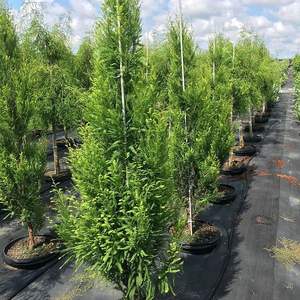 Piquets en fibre de verre pour plantes de jardin, tiges de grimpement pour tomates, pour la culture des tomates - Product Image 4