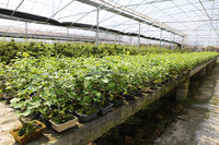 China Fabrik preis echte Bonsai Baumpflanzen Innendekoration Ginkgo Acer Rhododenron