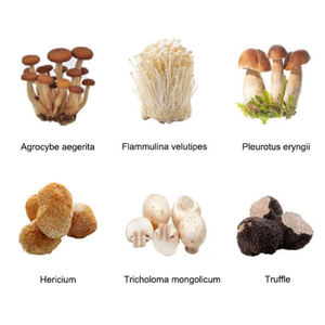 Contenedor <span class=keywords><strong>de</strong></span> Cultivo Inteligente <span class=keywords><strong>de</strong></span> Grado Comercial <span class=keywords><strong>de</strong></span> 20/40 Pies para el Cultivo <span class=keywords><strong>de</strong></span> Hongos, Sistema <span class=keywords><strong>de</strong></span> Cultivo en Contenedor para Hongos - Product Image 6