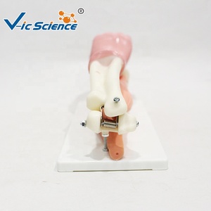 Modèle anatomique <span class=keywords><strong>du</strong></span> coude pour l'orthopédie, la <span class=keywords><strong>médecine</strong></span> sportive et l'enseignement de la myologie humaine CE/ISO/ROHS/CNAS - Product Image 4