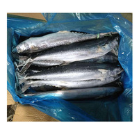 Ikan Tenggiri Japanese Spanish Mackerel