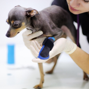 Riutilizzabili Hot & Cold Gel pantofole stivali da ghiaccio per cani e animali domestici terapia congelata per il trattamento del dolore ai piedi - Product Image 2
