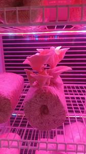 Gabinete Hidropónico Inteligente <span class=keywords><strong>de</strong></span> Múltiples Niveles, Sistema Vertical, <span class=keywords><strong>Cultivo</strong></span> Automatizado en Interiores, Caja <span class=keywords><strong>de</strong></span> <span class=keywords><strong>Cultivo</strong></span> Doméstica, <span class=keywords><strong>Cultivo</strong></span> sin Suelo, Bomba <span class=keywords><strong>de</strong></span> Riego - Product Image 2