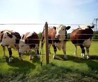 Fabrieksmatig geproduceerde sterke treksterkte 500m polywire elektrische afrasteringsdraad voor paarden & vee, weinig onderhoud voor tuin & ranch