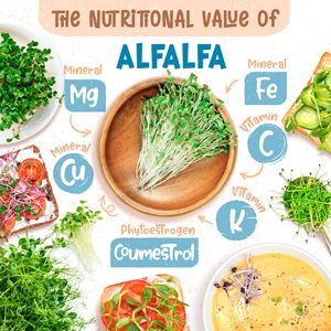 Hữu cơ 200 gam microgreens cỏ linh lăng vườn gieo Gói Nhà Máy Kit cổ điển & hiện đại lợn nái cho trồng sàn hoặc treo Cách sử dụng - Product Image 4