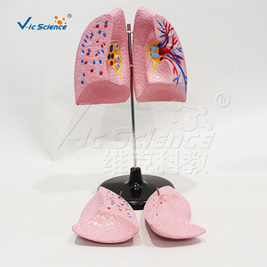 4. Modèle d'anatomie pulmonaire détachable, modèle pédagogique du système respiratoire, équipement pédagogique de laboratoire - Product Image 5