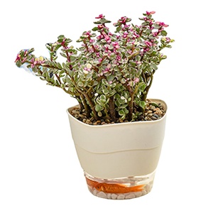 Factory direct supply multifunctional flower pot plastic pots for potted plants