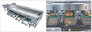 Laveuse de carottes, Trieuse de patates douces, Laveuse de légumes, Nettoyeur à rouleaux, Ligne d'emballage en sacs en filet pour légumes racineux - Product Image 4
